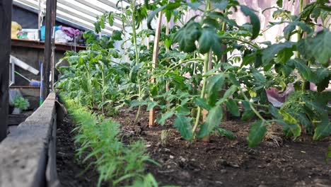 plantas de tomate prosperando en un jardín de invernadero, apoyadas por estacas de madera, en una soleada mañana de primavera con crecimiento visible y vegetación