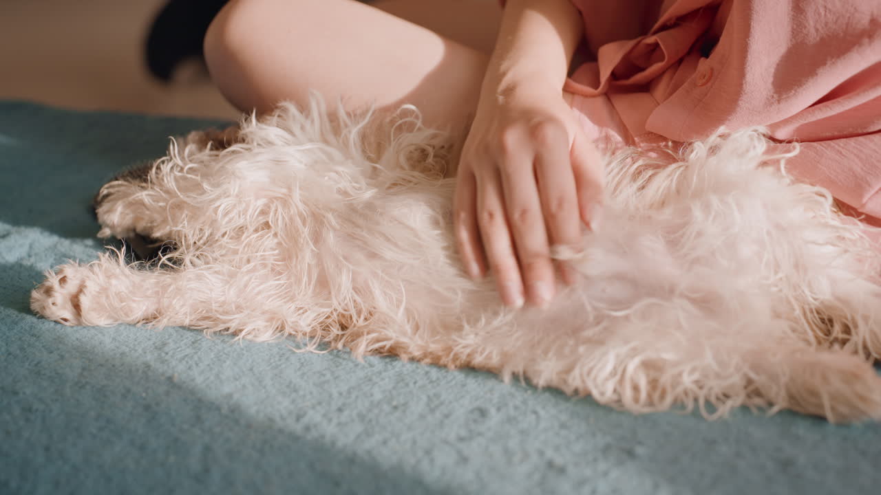 Soft Touch Relaxes Playful Puppy On Cozy Bed, Tender Petting By Woman Creates Peaceful Morning Bonding Scene, Calm And Gentle Strokes Soothe Fluffy Puppy On Bed During Warm Morning Hours
