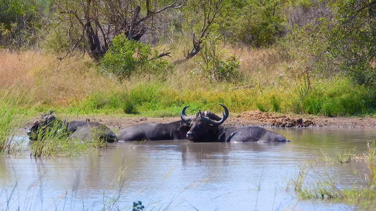 fearsome African Cape buffalos taking a rest to cool themselves on a river bank from the hot African sun
