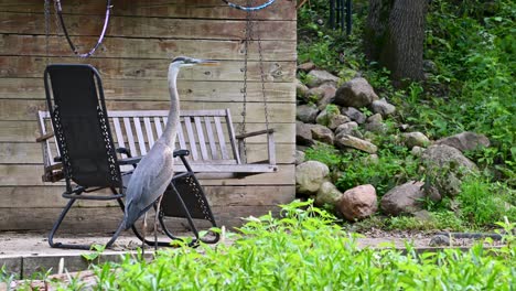 Great-Blue-Heron-perched-on-log-on-riverbank,-panning