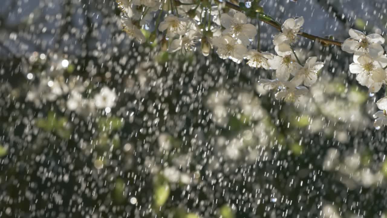 체리 꽃 기간: 봄 방울이 체리 꽃에 떨어지는 슈퍼 슬로 모션 카메라 1000fps.