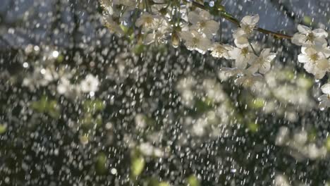 cherry blossom period. drops of spring rain fall on a cherry blossom. shot on super slow motion camera 1000 fps.