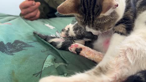 Cat-having-kittens-cleaning-kittens