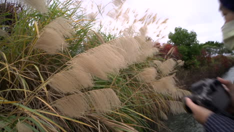 close up of photographer taking a picture of long stem bushy grass