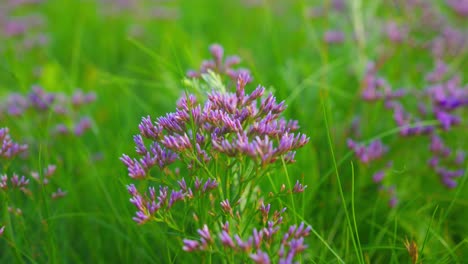 cinematic shot of purple flowers blowing in the gentle wind on texel island