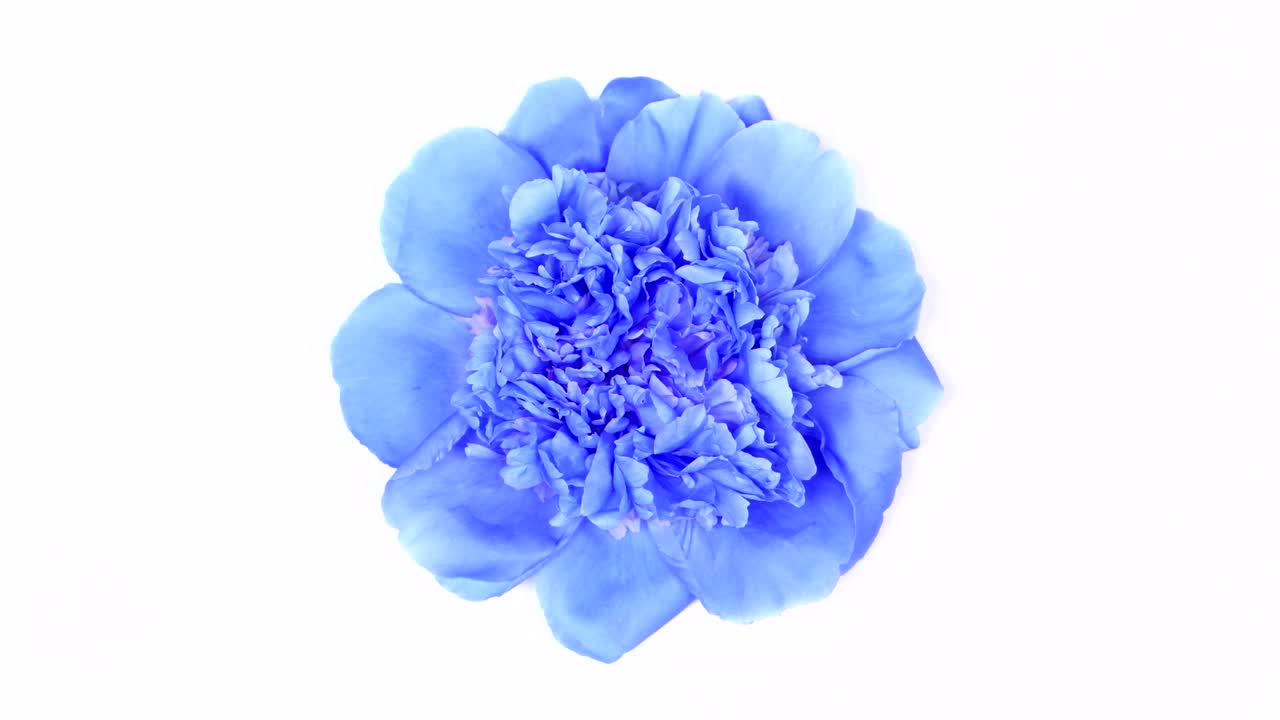 la peonía azul en blanco. extremo de primer plano. vista superior. movimiento en bucle. rotación 360.