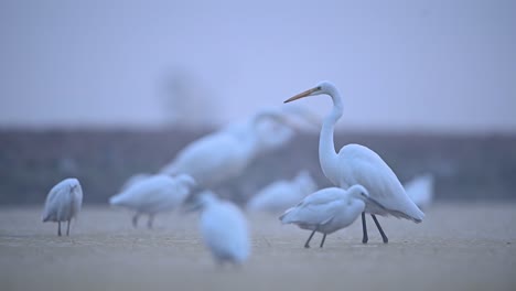 flock of birds in morning