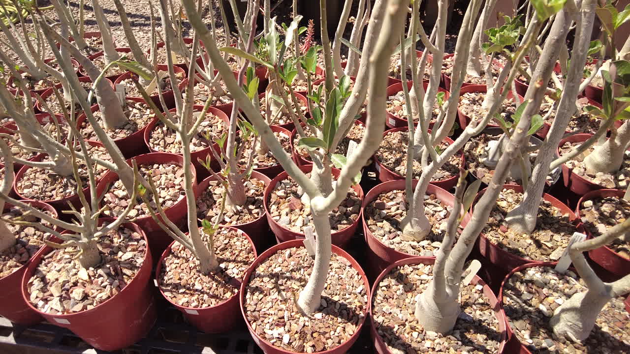 cerca de macetas de plantas de rosas del desierto a la venta en un vivero