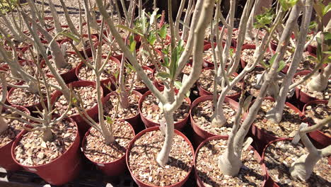 close up of pots of desert rose plants for sale at a nursery