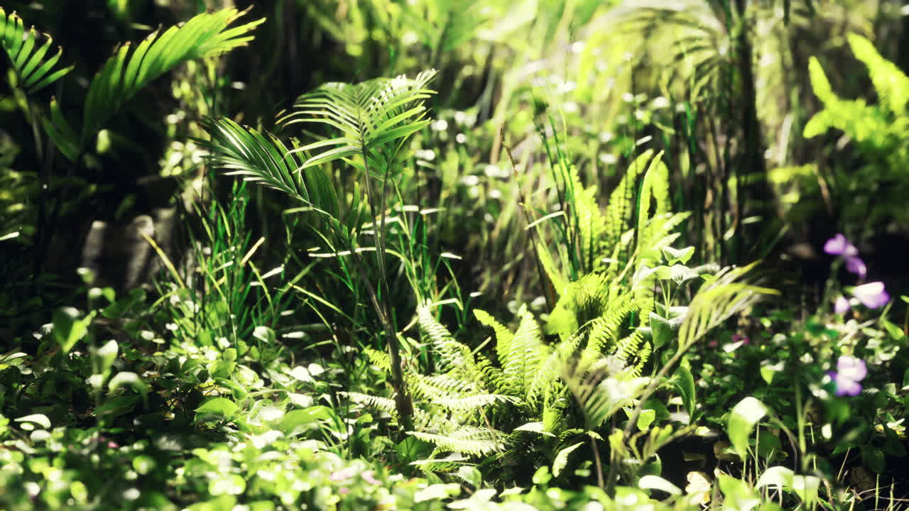 Lush greenery thrives in a vibrant sunlit forest of ferns