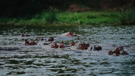 manada de hipopótamos juntos en el río con sólo las orejas y los ojos sobresaliendo