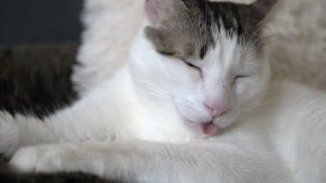 Gato-Blanco-Cansado-Jadeando-Con-La-Lengua-Y-Acostado-En-El-Sofá-En-El-Interior-Durante-El-Día---Caluroso-Día-De-Verano,-Cerrar