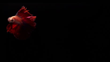 vibrant and colourful siamese fighting fish betta splendens, also known as thai fighting fish or betta, a popular aquarium fish in super slow motion on black background