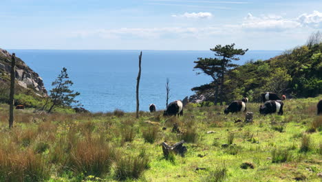 cows-in-a-cow-field