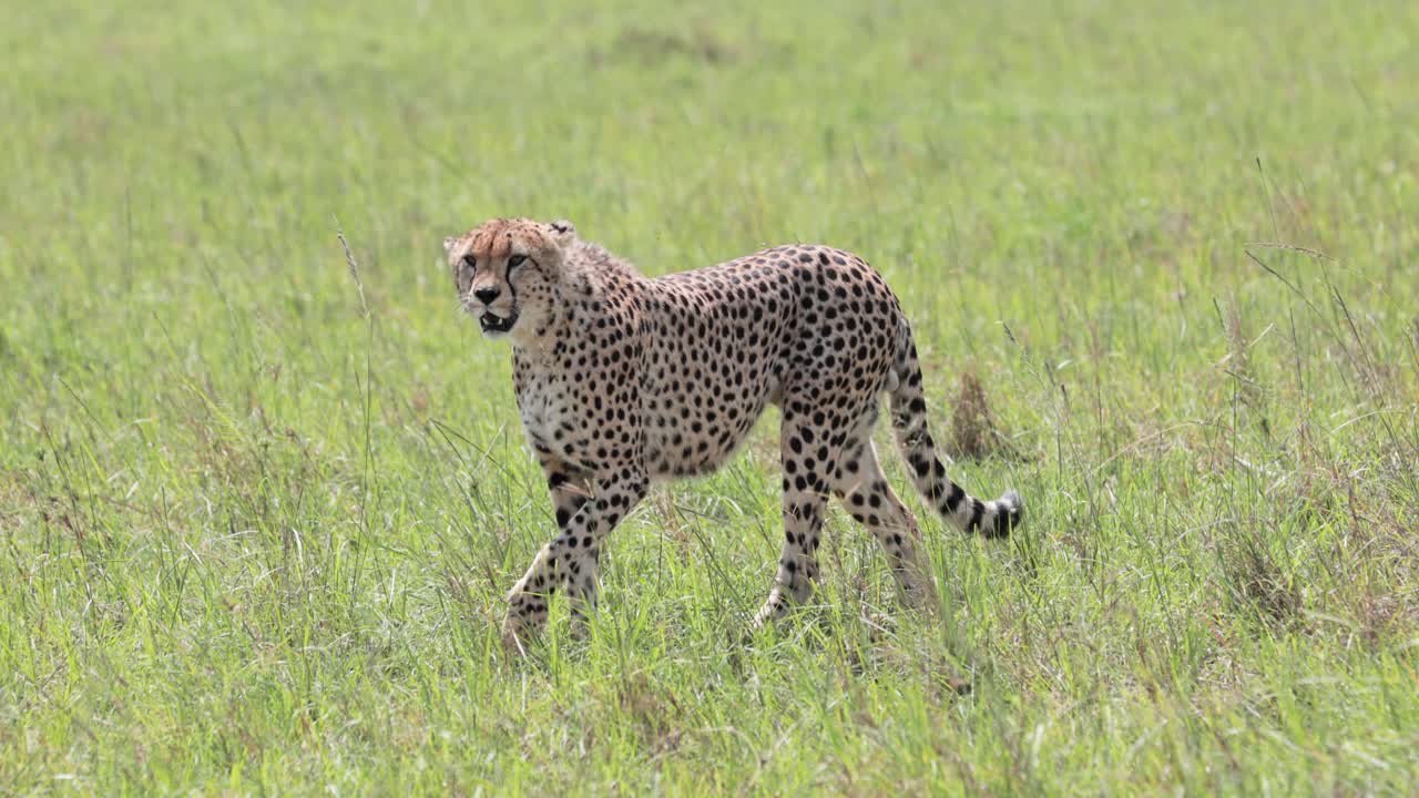 hembra de guepardo caminando por las llanuras de hierba en kenia consciente de ser observada, primer plano de la izquierda