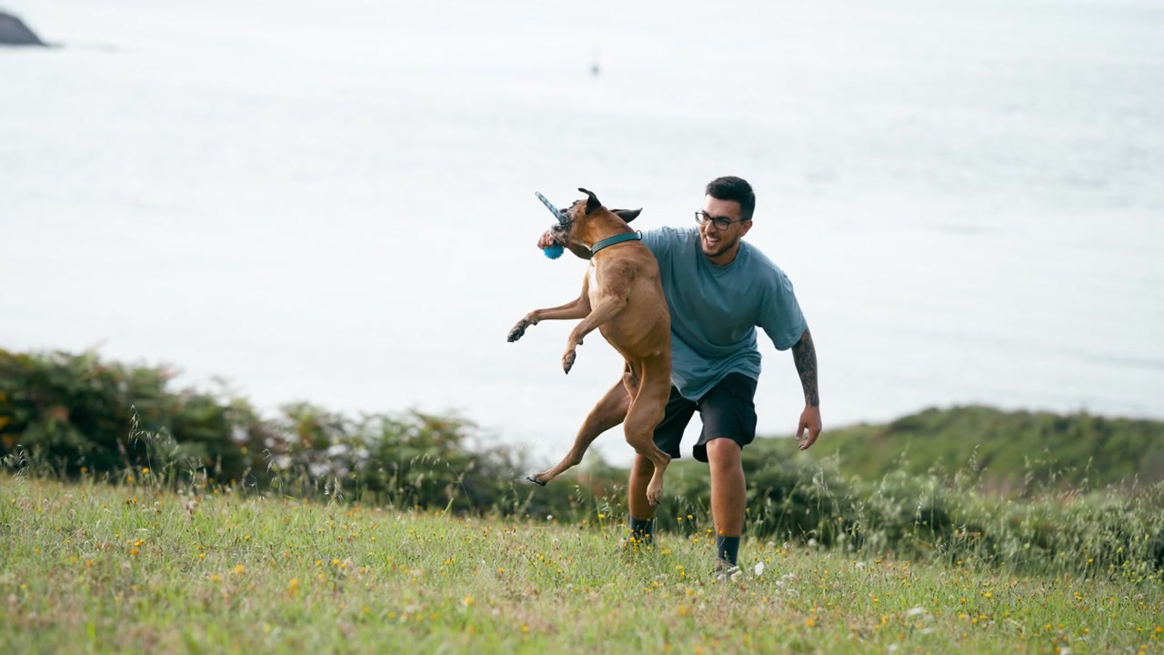Man Playing Tug of War with Boxer Dog in Coastal Field