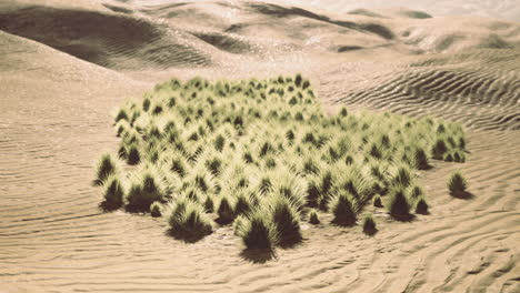 lush green vegetation amid arid desert landscape under bright sunlight