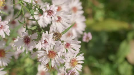 honeybee gathers pollen from the blooming white wood aster