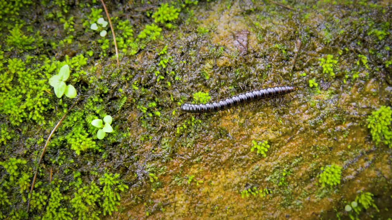 Beautiful 4K clip of a millipede crawling across a moss covered rock in Australia. Extreme close up of the insect's legs moving as it crawls from right to left of screen. 4K macro
