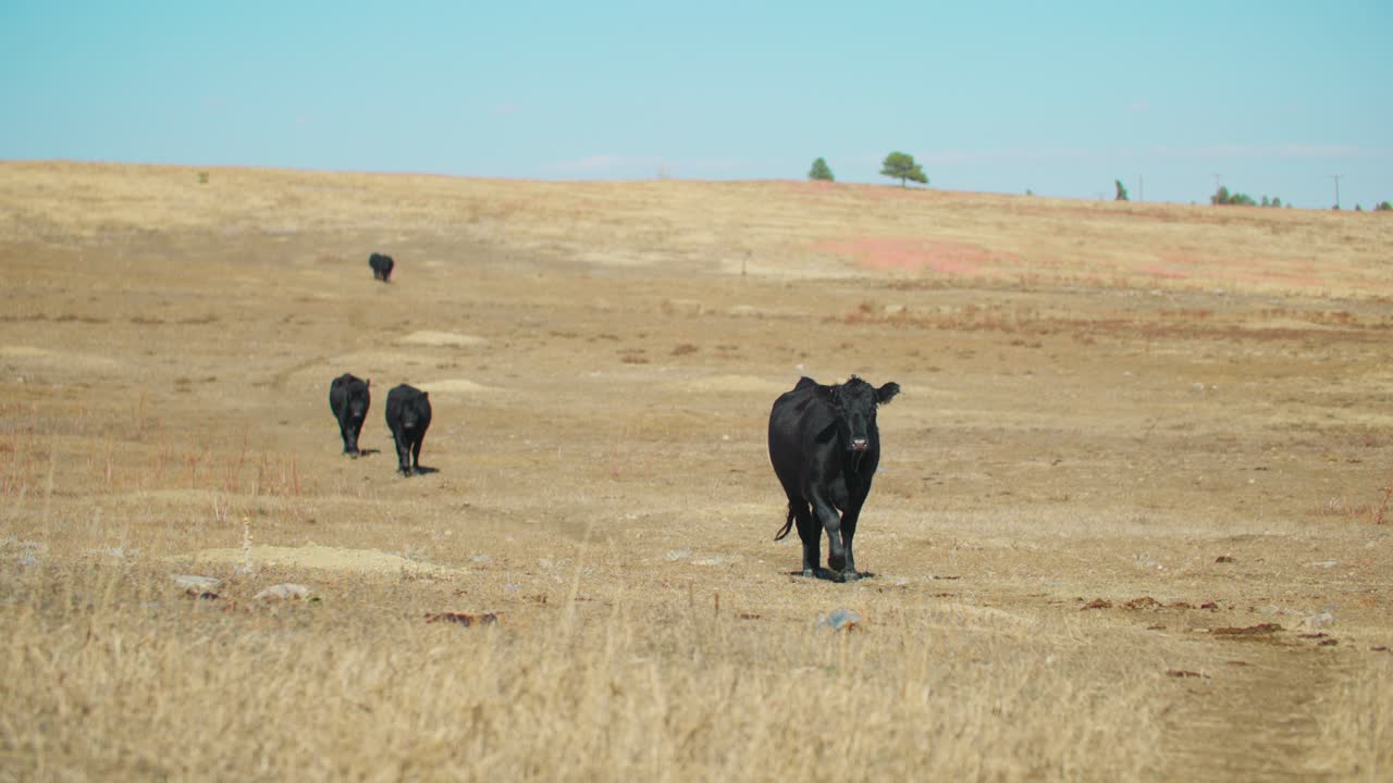 가축 들 이  ⁇  을 먹이기 위해 산 을 내려가고 있다