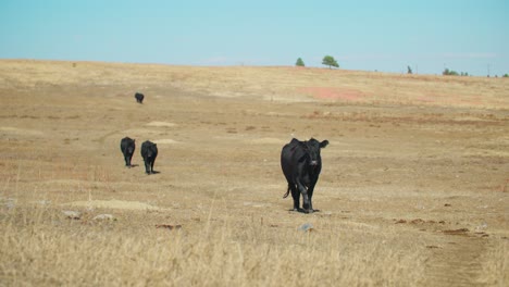 cattle herd walking down a mountain to get hay feeding