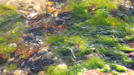 seaweed swaying in shallow water