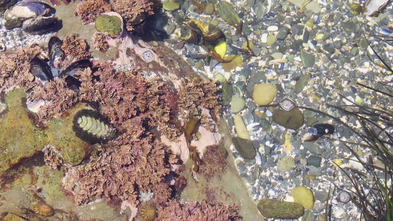 corales y bichos en una poza de marea en la costa del pacífico