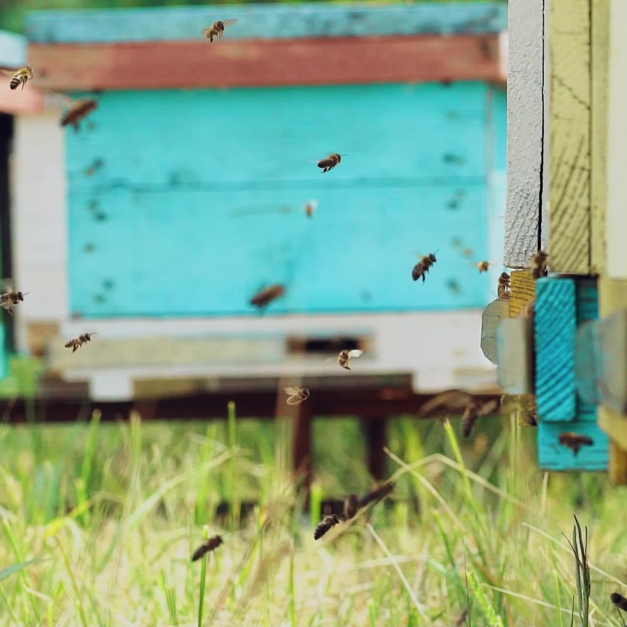 Bees bring honey to their beehives in warm weather all day. Bees sits at beehive. Slow motion
