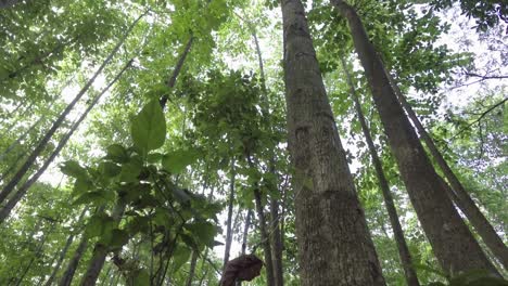 the wind blows about the leaves in the forest