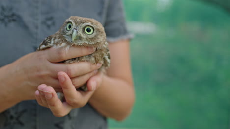un pequeño búho en las manos de alguien