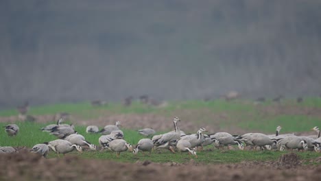 flock of bar headed goose grazing in morning