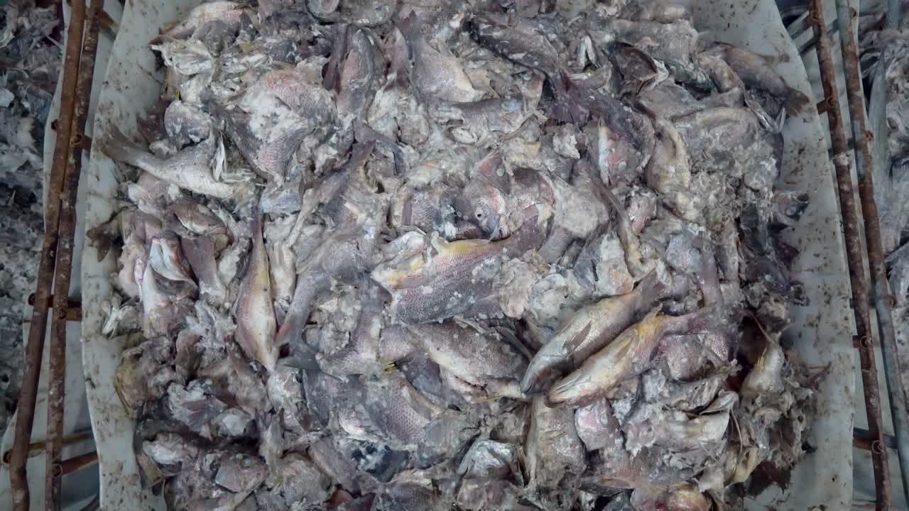 industria pesquera: muchas cajas de almacenamiento llenas de restos de pescado