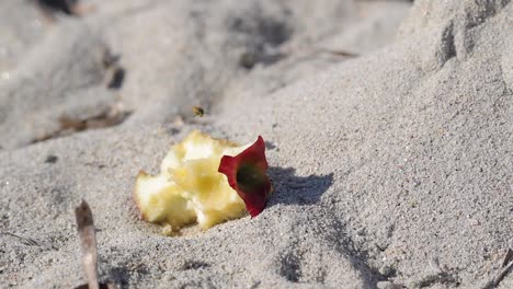 slow motion shoot of one wasp hovering over leftover apple fruit on a sand beach