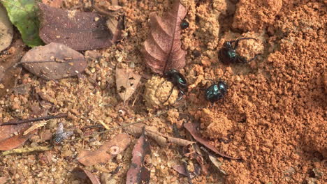 dung beetle in soil, moving and rolling round pieces of dung