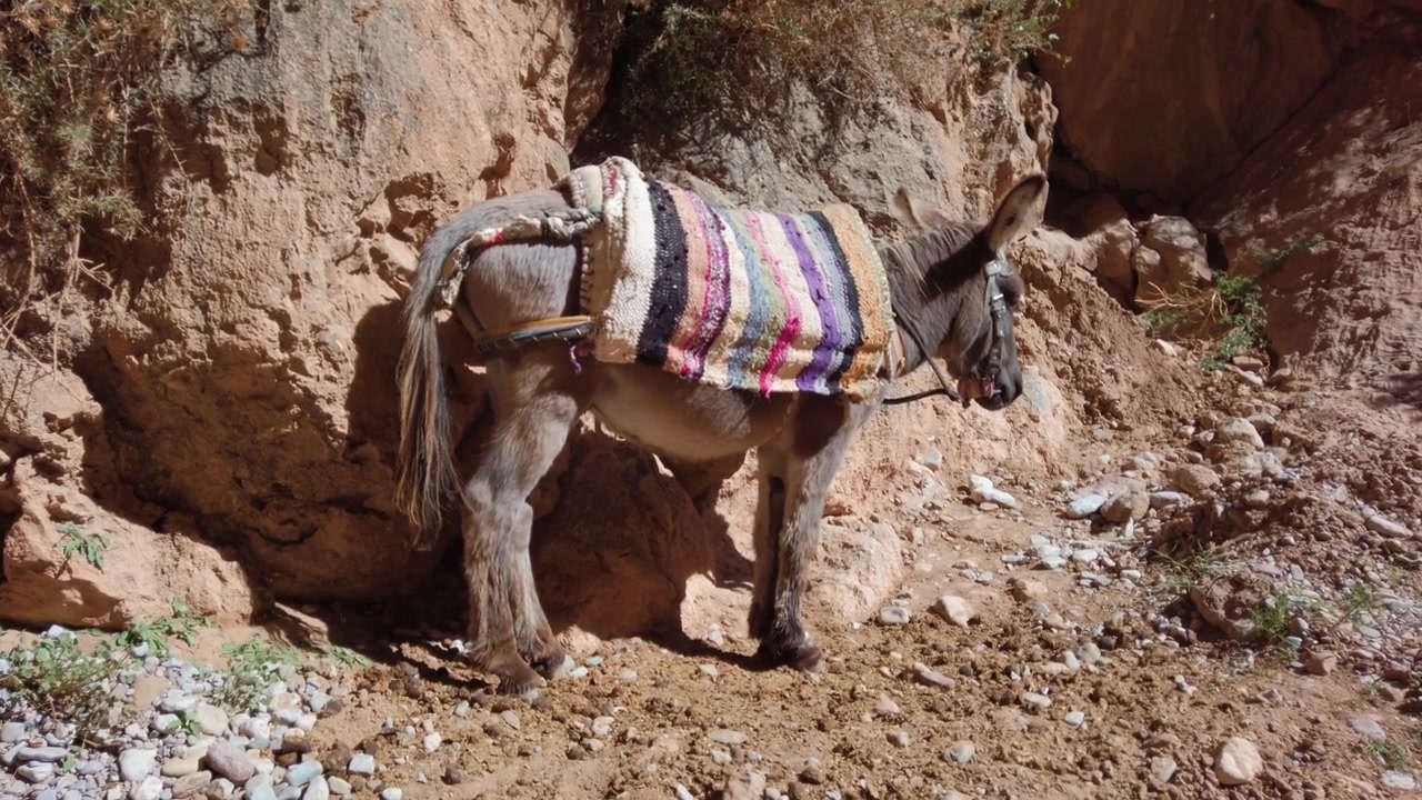 Nella Gola del Todra in Marocco, un asino drappeggiato con una coperta tessuta colorata si muove attraverso il paesaggio arido del canyon, sullo sfondo di aspre formazioni rocciose dei Monti dell'Atlante