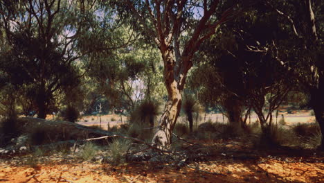 serene landscape of trees and grass in a natural setting during daylight