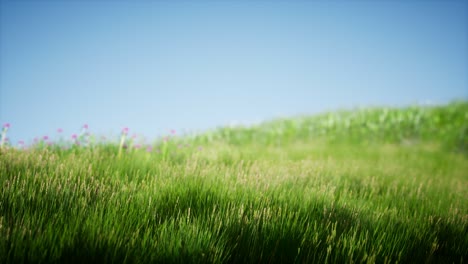 field of green fresh grass under blue sky