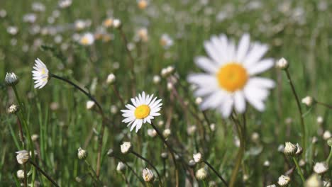 Centrándose-De-Una-Margarita-A-Otra-Marguerite-En-Un-Fondo,-Primer-Plano