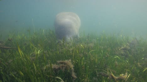 florida manatee feeding on green seaweed underwater