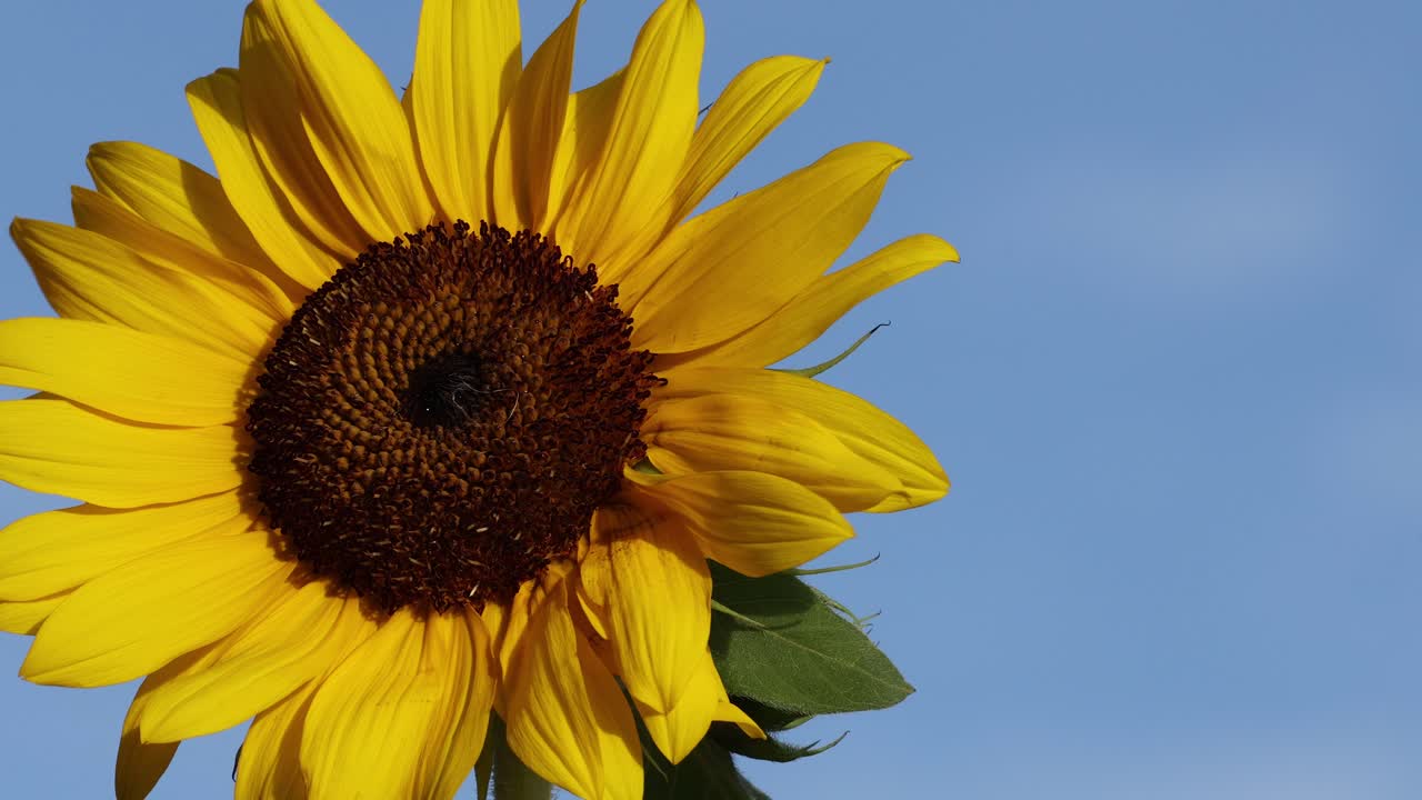 푸른 하늘을 배경으로 꽃이 피는 해바라기