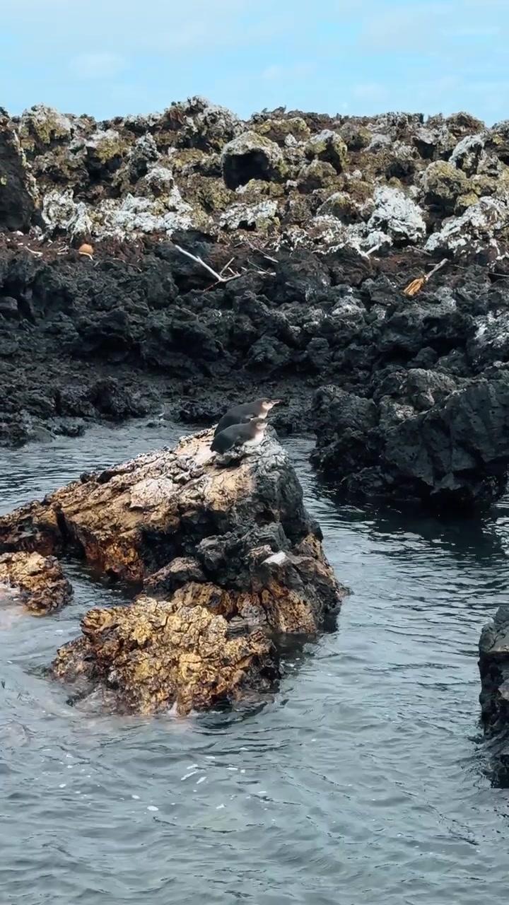 To Galapagos-pingviner på bølgeskyllet klippe, Las Tintoreras, Isabela. Et par små fugle oven på en rur-dækket lavasten i gråt vand.