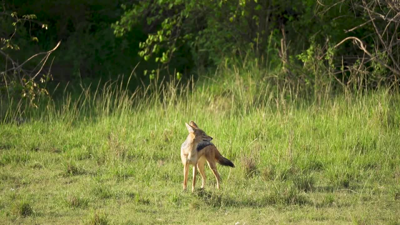 chacal africano en una zona de hierba justo antes del atardecer, deteniéndose a mirar a su alrededor