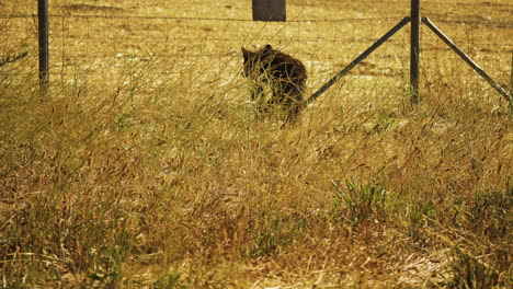 young wild bear cub wandering by fence in cachuma, california - static