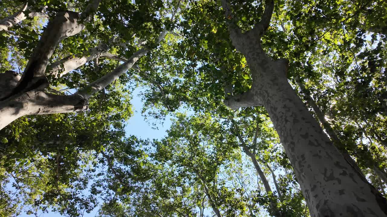 Looking Up Through Tall Trees Towards a Blue Sky