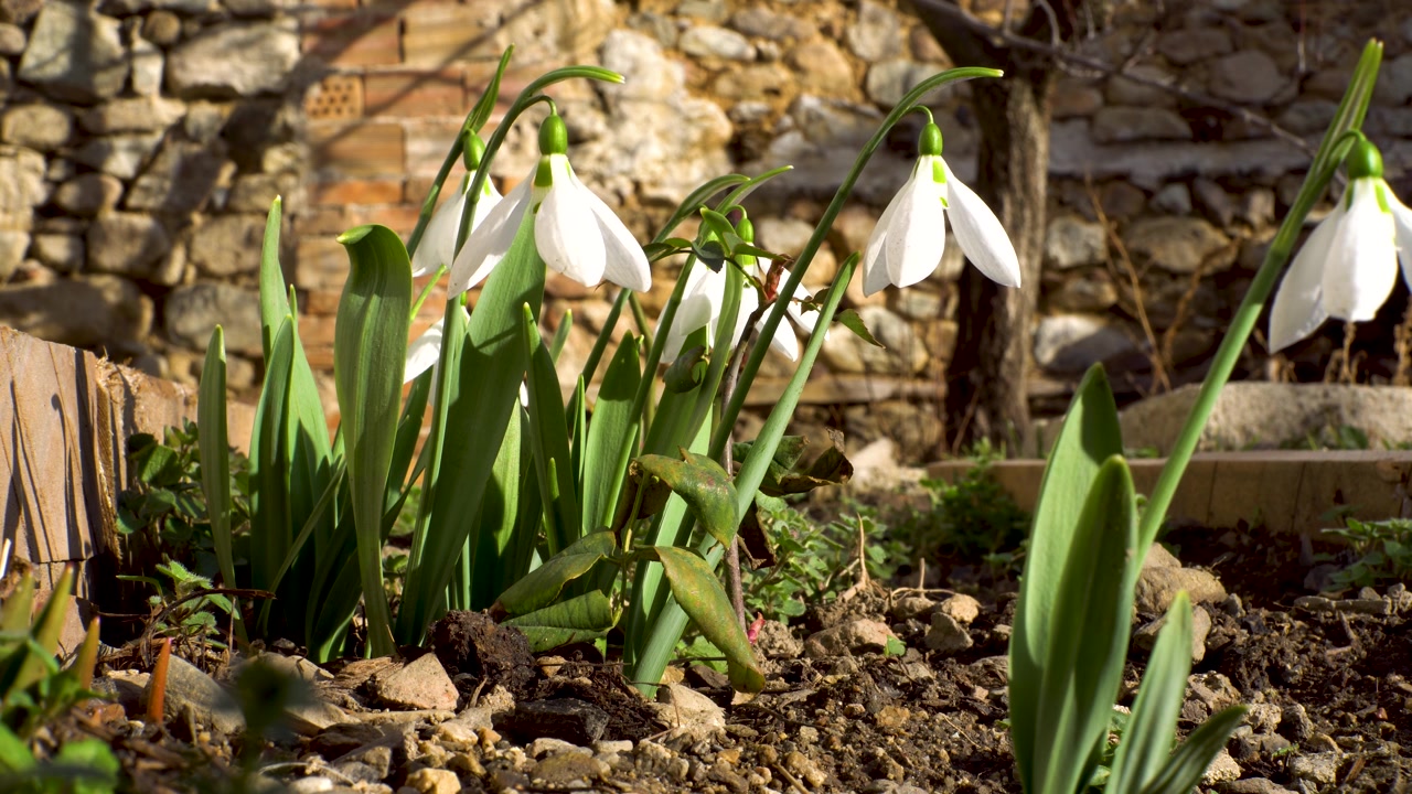 Bucaneve di inizio primavera in un cortile di campagna, mossi da una leggera brezza in una giornata di sole