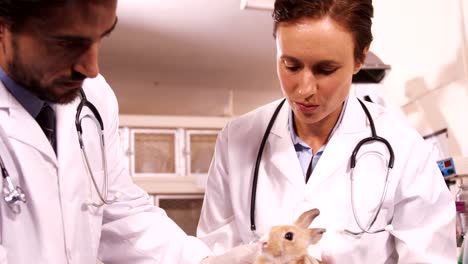 vets examining a bunny