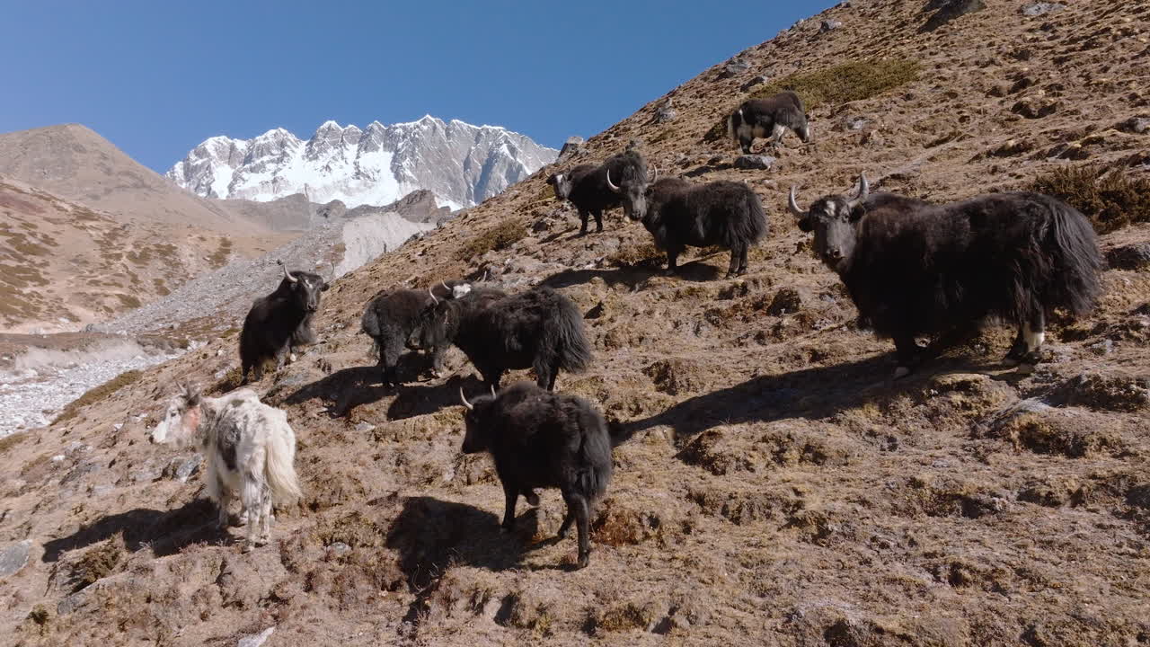 En drone glider hen over yakoksernes græsningsområde i Nepals Everest-region, mens dyrene begynder at gå, med dramatiske sneklædte Himalaya-bjerge, der rejser sig i baggrunden.