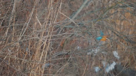 Eisvogelvogel,-Der-Einen-Barsch-Entleert-Und-Fliegt