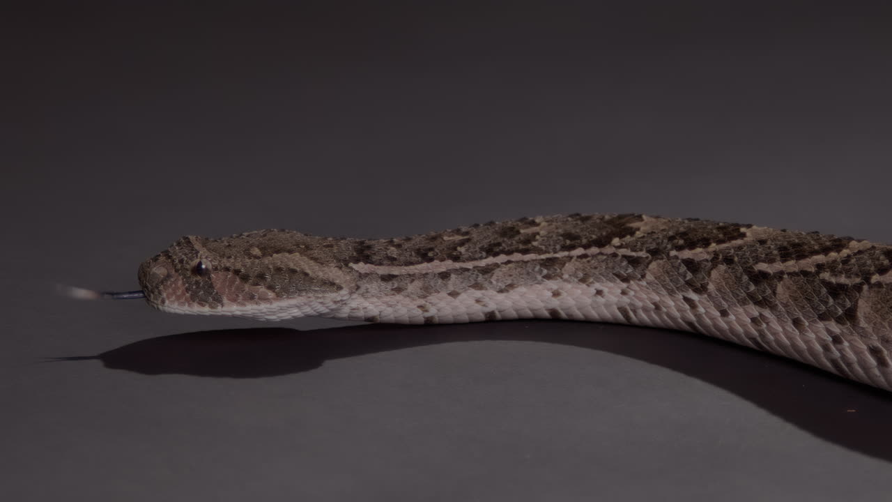 adicto al aire libre con fondo negro documental de naturaleza en cámara lenta
