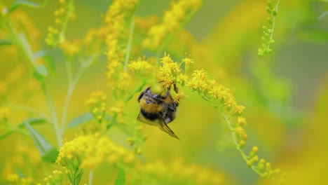 Abejorro-Peludo-Polinizando-Y-Recolecta-Néctar-De-La-Flor-Amarilla-De-La-Planta